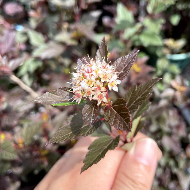 テマリシモツケ「リトルジョーカー」の苗木