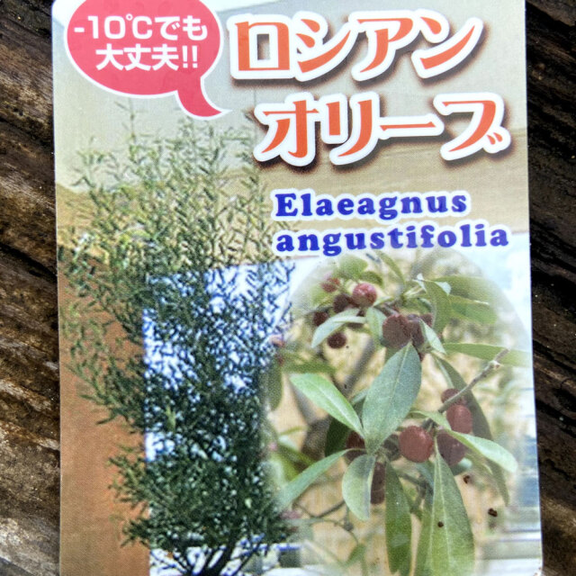 花育通販」ロシアンオリーブ（ヤナギバグミ/ホソバグミ）の苗を販売