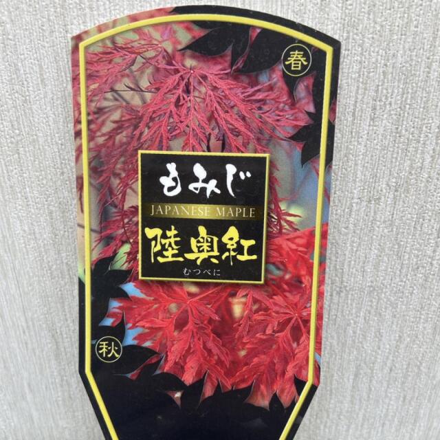モミジの苗木 陸奥紅（むつべに）の苗木を販売【花育通販】もみじ