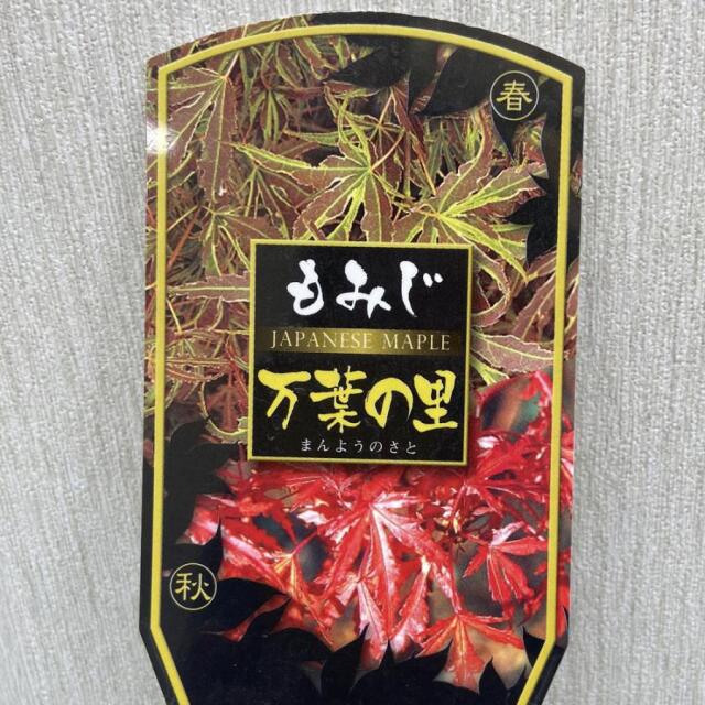 「秋人の庭」有明モミジ 秋人の庭」有明モミジ