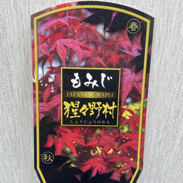 モミジの苗木 猩々野村（しょうじょうのむら）の苗木を販売【花
