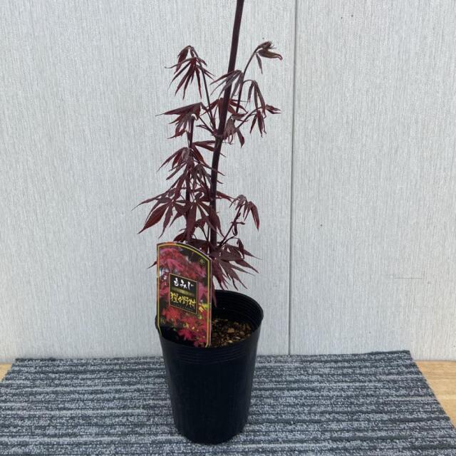 モミジの苗木　猩々野村（しょうじょうのむら）