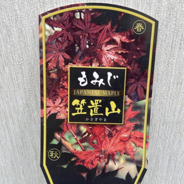 モミジの苗木 笠置山（かさぎやま）の苗木を販売【花育通販】もみじ