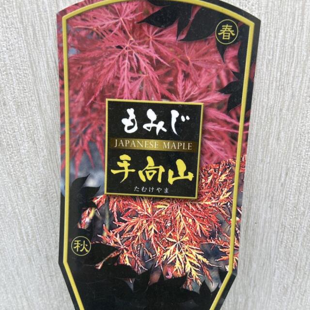 モミジの苗木 手向山（たむけやま）の苗木を販売【花育通販】もみじ