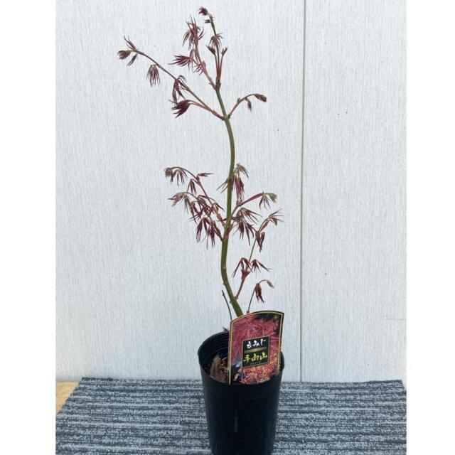 モミジの苗木　手向山（たむけやま）