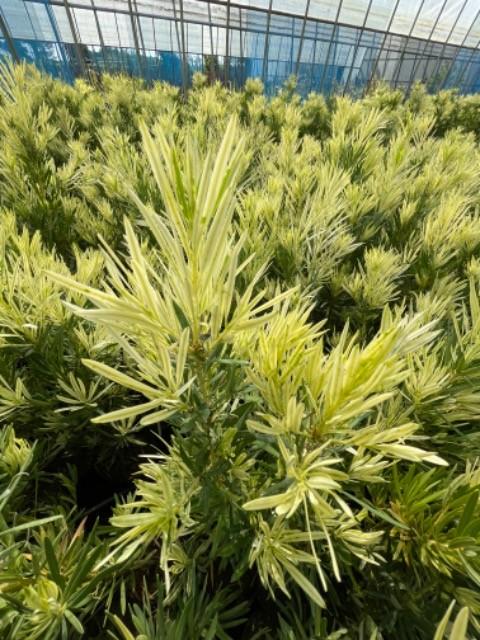 マキ　槙　斑入り　７号鉢つき　極上❗ マキ 槙 斑入り 7号鉢つき 極上斑❗