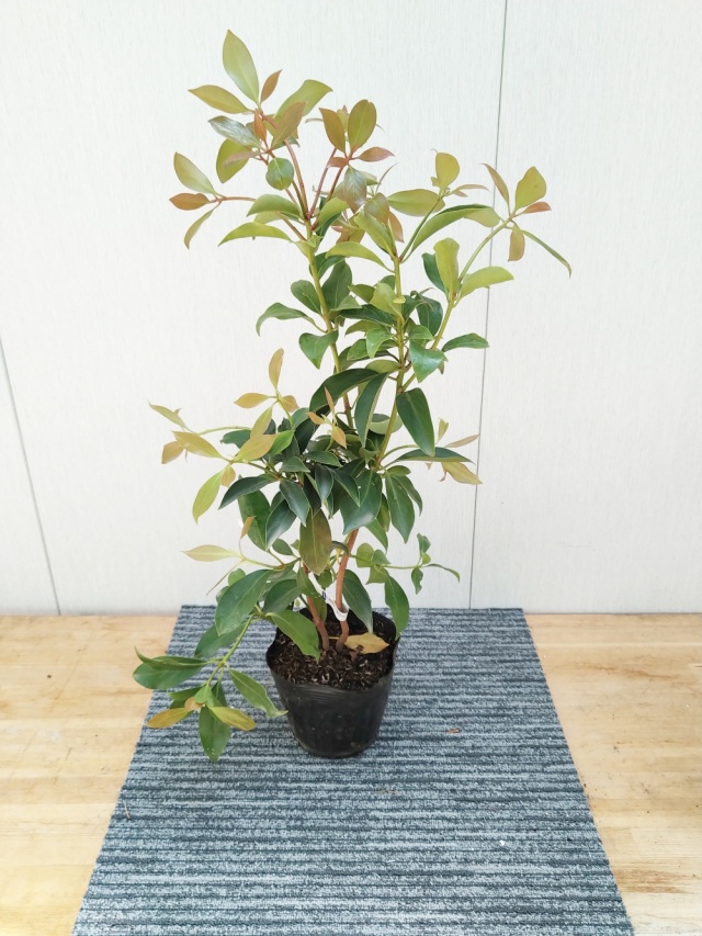 花木・庭木の販売店【花育通販】シキミ 苗木 15cmポット苗