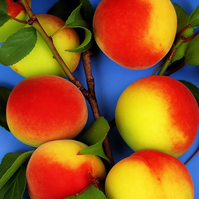 南高梅 成木 樹齢8年 南高梅 成木 樹齢8年