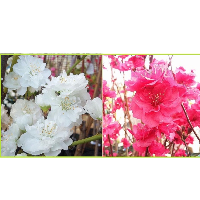 花桃　照手桃　紅白