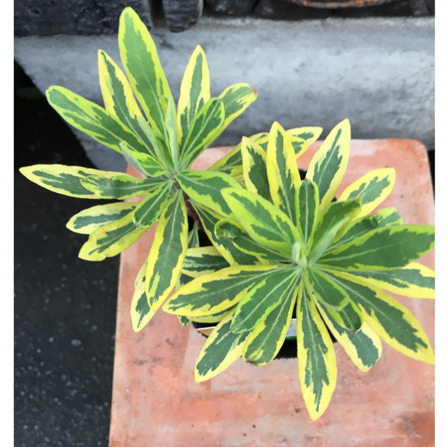 多年草・宿根草苗の販売店【花育通販】 ユーフォルビア・アスコット