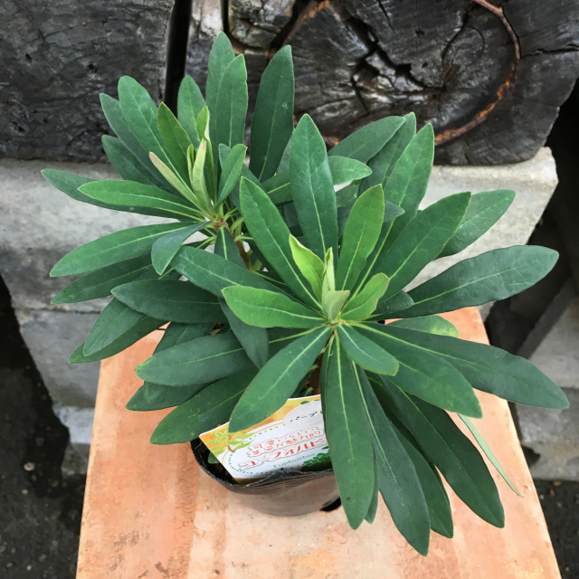 多年草・宿根草苗の販売店【花育通販】 ユーフォルビア・パープレア