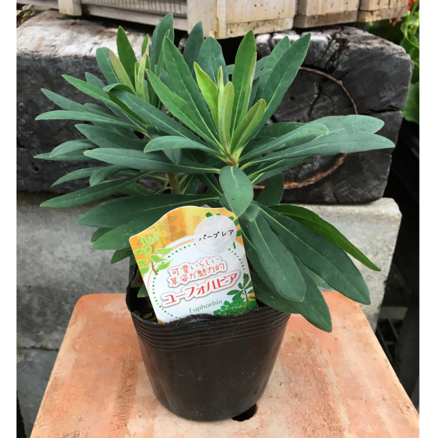 多年草・宿根草苗の販売店【花育通販】 ユーフォルビア・パープレア