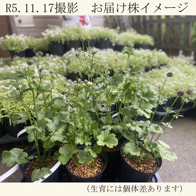 ラナンキュラス ラックス／リキュアの苗【花育通販】花苗・一年草の販売店 