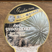 熱帯植物・熱帯果樹の販売店【花育通販】ユッカの苗を販売