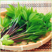 山菜・こしあぶらの苗を販売