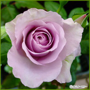 薔薇（バラ）の苗木を販売　ブルーバユー
