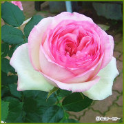 薔薇（バラ）の苗木を販売　ピエールドロンサール