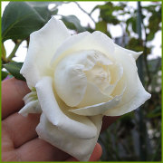 薔薇（バラ・ばら）の苗木を販売　新雪