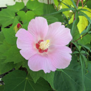 花木植木の販売店「花育通販」芙蓉（ふよう）桃花の苗木を販売