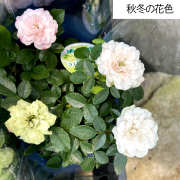 薔薇（バラ）　ミニバラ・グリーンアイスの苗
