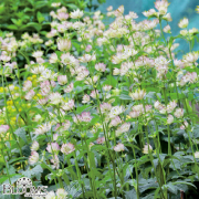 多年草宿根草販売店【花育通販】アストランティアの苗