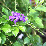 観葉植物苗の販売店【花育通販】デュランタ・宝塚（タカラヅカ）の苗を販売