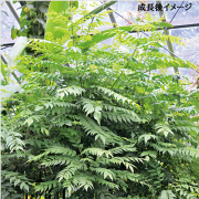 カレーの木（カレーリーフ）の苗を販売【花育通販】