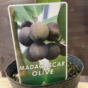 「マダガスカルオリーブ」の苗木
