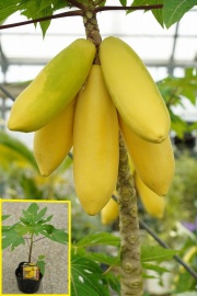 【熱帯果樹】イエロー釈迦頭（Yellow Sugar Apple）大苗 熱帯果樹】イエロー釈迦頭（Yellow Sugar Apple）大苗 熱帯果樹