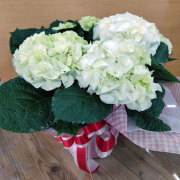 母の日　アジサイ　白花