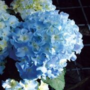 母の日ギフト アジサイ