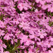 芝桜（シバザクラ・しばざくら）の苗【花育通販】グランドカバーの販売店