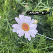 ニューサマーデージー　ステラ