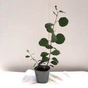 ハーブ（香草）ユーカリ・ポポラスの苗を販売