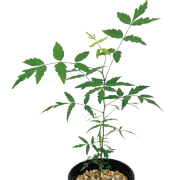 ハーブ（香草）の苗　ニーム（インドセダン）を販売【花育通販】