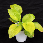 宿根草・花苗の販売店【花育通販】ギボウシ・ホスタの苗を販売