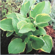宿根草・花苗の販売店【花育通販】ギボウシ・ホスタの苗を販売