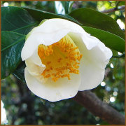 椿（ツバキ）の苗木販売店【花育通販】つばきの接木苗を販売しています