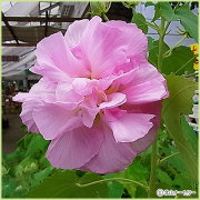 花木・庭木の販売店【花育通販】酔芙蓉（スイフヨウ）・芙蓉（フヨウ