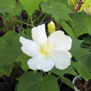 花木植木の販売店「花育通販」芙蓉（ふよう）白花の苗木を販売