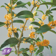 四季咲き金木犀（キンモクセイ）を販売【花育通販】