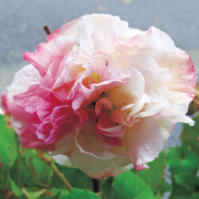 くすだま咲き酔芙蓉（スイフヨウ）の苗を販売【花育通販】