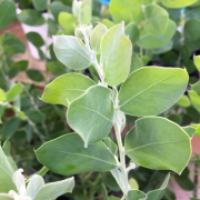 花木・植木の販売店【花育通販】アカシアの苗木　パールアカシアを販売
