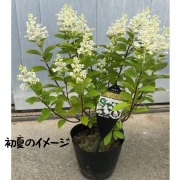 コンパクトノリウツギ　ベビーレース