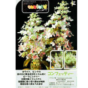 矮性ピラミッドアジサイ（ノリウツギ）　コンフェッティの苗木