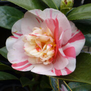 ツバキ出品ページ MTH-YAMAZAKURA DX #18818 | Deviser ｜株式会社ディバイザー