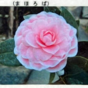 椿（ツバキ）苗木「まほろば」