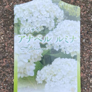 アジサイ　ルミナ