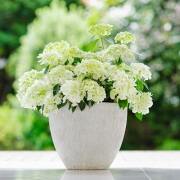 ウツギ、紫陽花（あじさい/ハイドランジア）の仲間