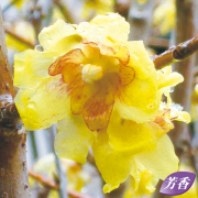 満月蝋梅（マンゲツロウバイ）の苗木を販売【花育通販】